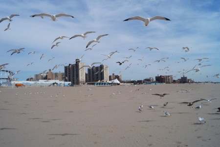 Coney island